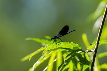 Close-up picture of a Dragonfly on a green leaf. Beautiful demoiselle (Calopteryx virgo). All green background