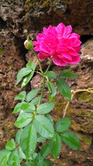 Rose flower with stem 