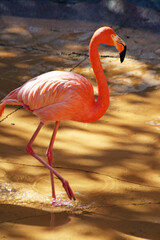 roter Flamingo