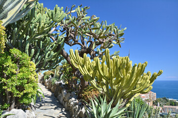 Exotic garden in Monaco. Beautiful cactus alley in the botanical garden.