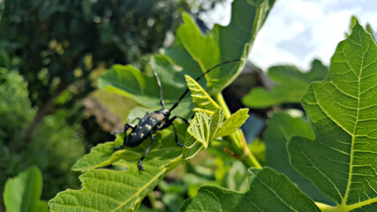 무화과 나무잎에 날아 온 한국 제주도 한라산에 자생하는 알락하늘소 