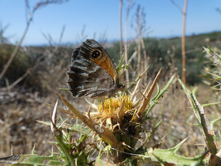Farfalla