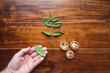 plant leaf on the palm, honeysuckle leaves and walnuts on the background of sucupira tree