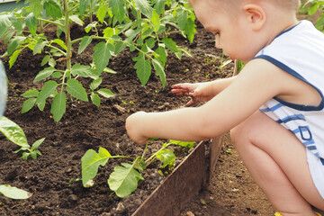 a little boy in a greenhouse dug up radishes and examines it..