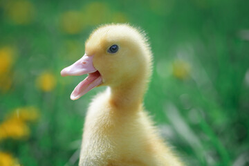 Little flashy yellow chick on a field with dandelions close-up