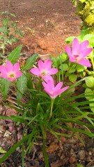 Beautiful flowers in the garden