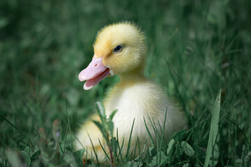 Little flashy yellow chick on a field with dandelions 