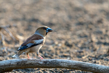 A common hawfinch or Coccothraustes coccothraustes
