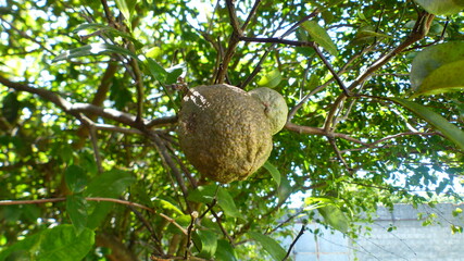 Lemon ( Limão Cravo)