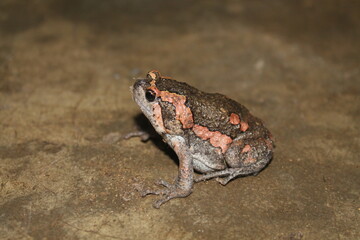 frog on the ground