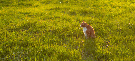 cat sitting in green grass waiting for a mouse, back lit