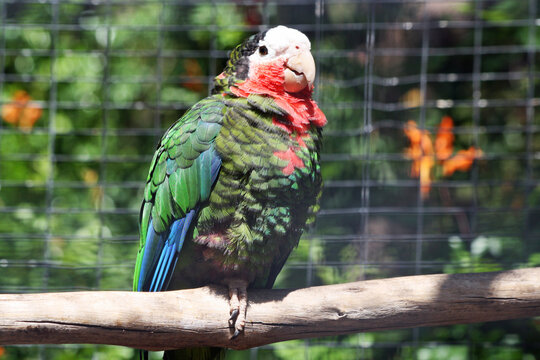 arini black black original