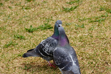 鳩のカップル
