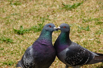 鳩のカップル
