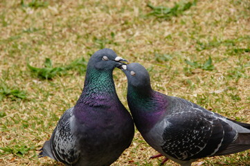 鳩のカップル
