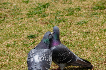 鳩のカップル
