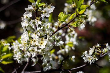 Beautiful spring blossoming plum tree