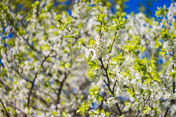 Beautiful spring blossoming plum tree