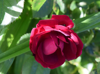 rose up cr2020darrelljbanks