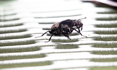 dung beetle (Lethrus apterus), imago 