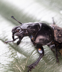 dung beetle (Lethrus apterus), imago 