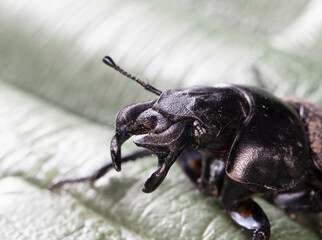 dung beetle (Lethrus apterus), imago 