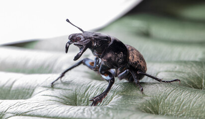 dung beetle (Lethrus apterus), imago 