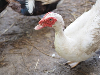 Duck Anatidae animal have body hair color mouth is flat and has a red crest
