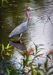 Little Blue Heron in shallow water along the Shadow Creek Ranch Nature Trail in Pearland, Texas!