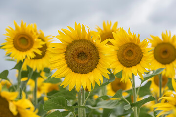 Obraz premium Sunflowers on a cloudy day