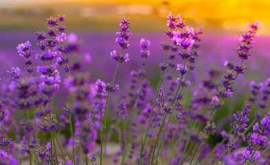 field, lavender ,flowers, purple color ,aromatherapy,fragrant cosmetics and perfumes