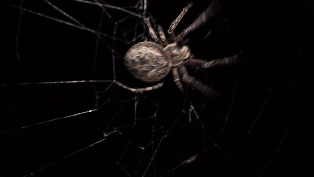Big spider making a web at night. Crawls out to hunt.