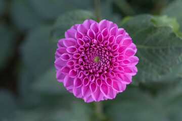 Closeup of pink dahlia flower on blurred background