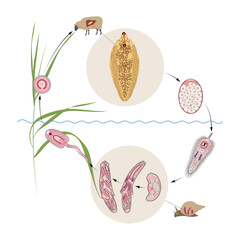 Common liver or sheep liver fluke (Fasciola hepatica) life cycle