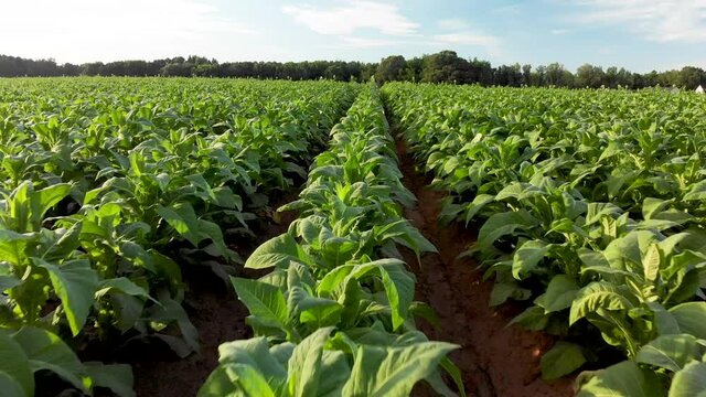 drone tobacco field rows aerial