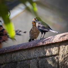 Adult blackbird  feeding young on a wall