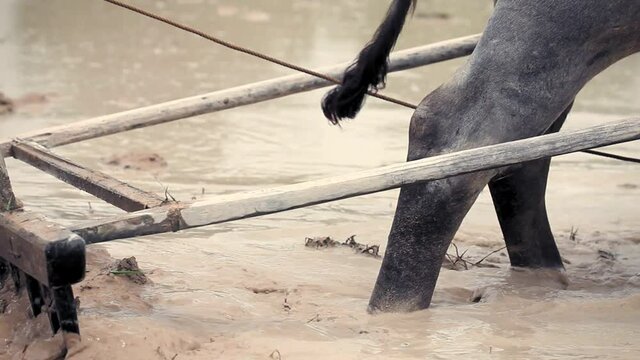 Don Det, Laos. Close up of wooden plow being pulled by buffalo.