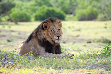 Big male lion