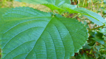 Folhas nativas no Jardim