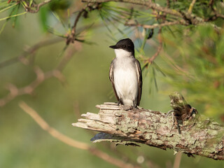 Eastern Kingbird