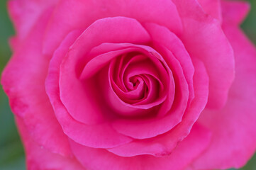Beautiful pink rose blossom macro in full frame