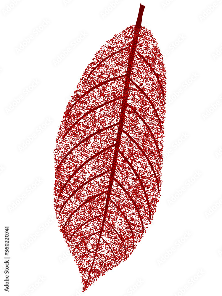 Canvas Prints Autumn red leaf on a white background, design element.
