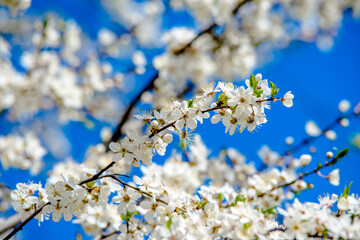Cherry blossom branch in the garden in spring