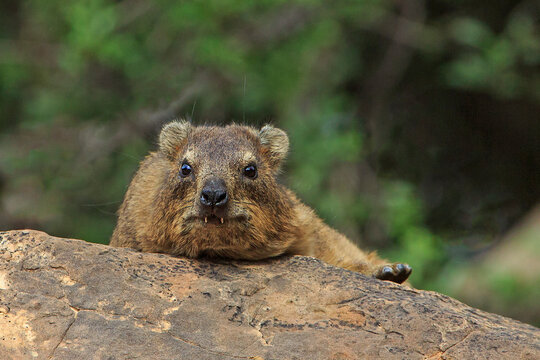 Rock dassie