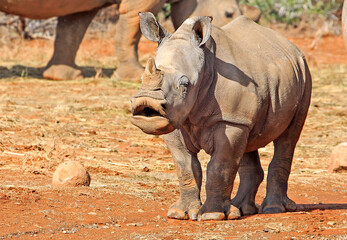 Talking baby rhino