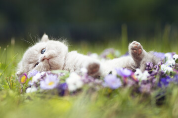 Süßes BKH Kitten Katzenbaby mit Blumen im Garten