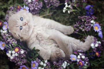 Süßes BKH Kitten Katzenbaby mit Blumen im Garten