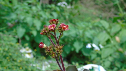 ladybug on a flower