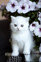 Naklejka na ściany i meble Katze Kitten im Garten unterwegs - verträumt Sommer Frühling