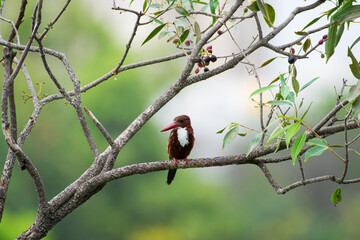 White-throated Kingfisher